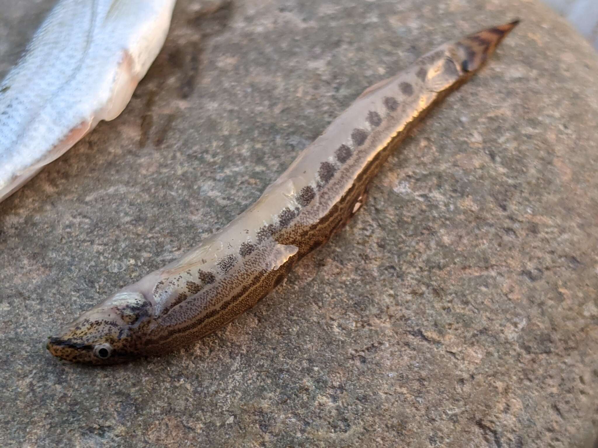 Image of Spined loach