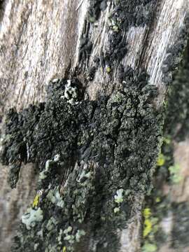 Image of Shadow-crust lichens