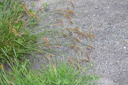 Image of Carex laevissima Nakai