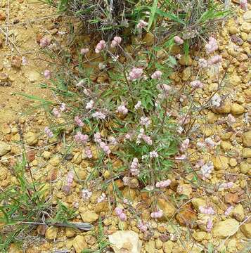 Image of Trachymene ornata (Endl.) Druce