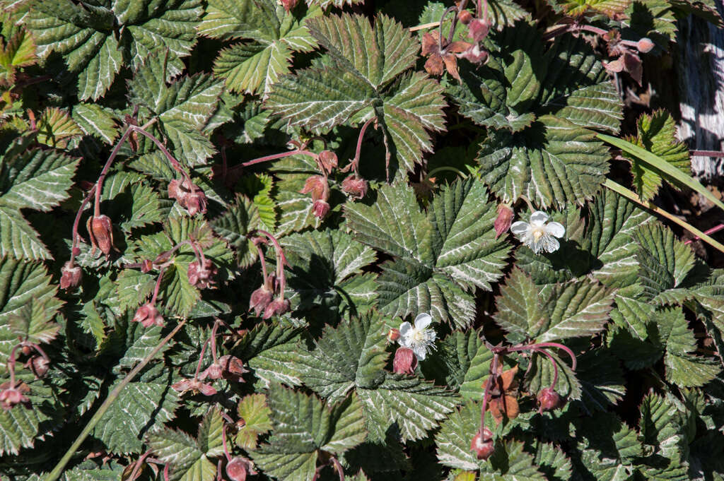 Sivun Rubus lasiococcus A. Gray kuva