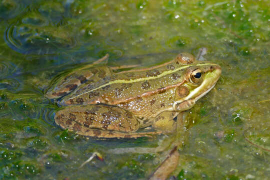 Image of Perez's Frog