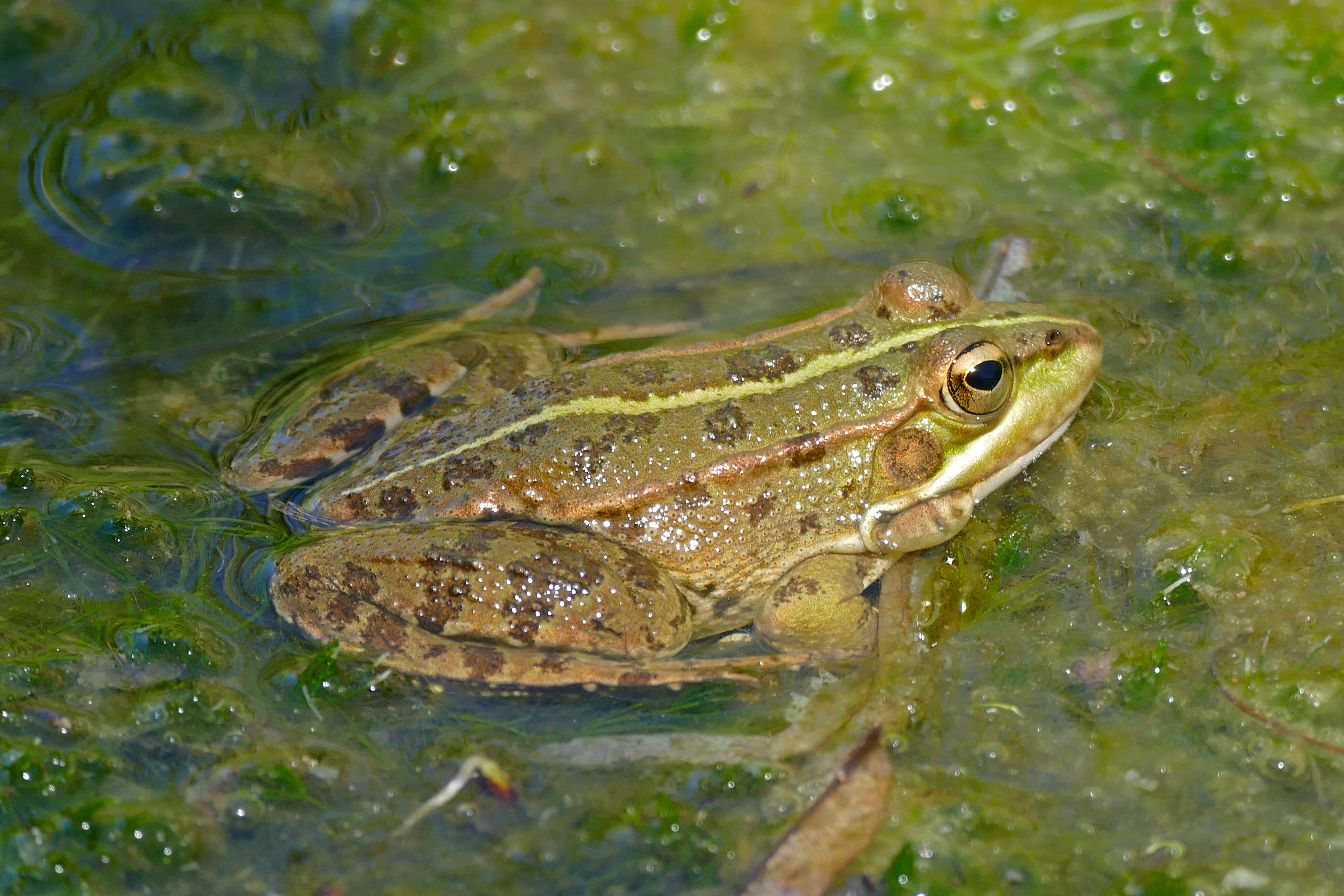 Image of Perez's Frog