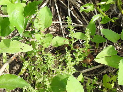 Image of american speedwell