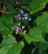 Plancia ëd Ampelopsis heterophylla var. brevipedunculata (Maxim. ex Trautv.) C. L. Li