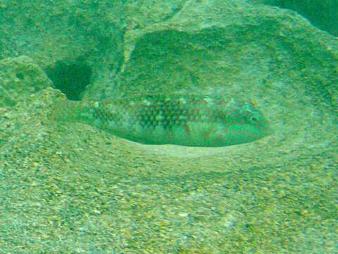 Image of Pink-belly wrasse