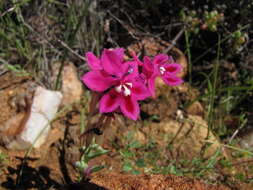 Image of Lapeirousia silenoides (Jacq.) Ker Gawl.