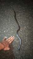 Image of Boulenger's Earth Snake