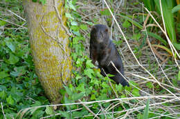 Image of American Mink