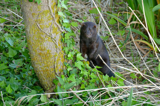 Image of American Mink