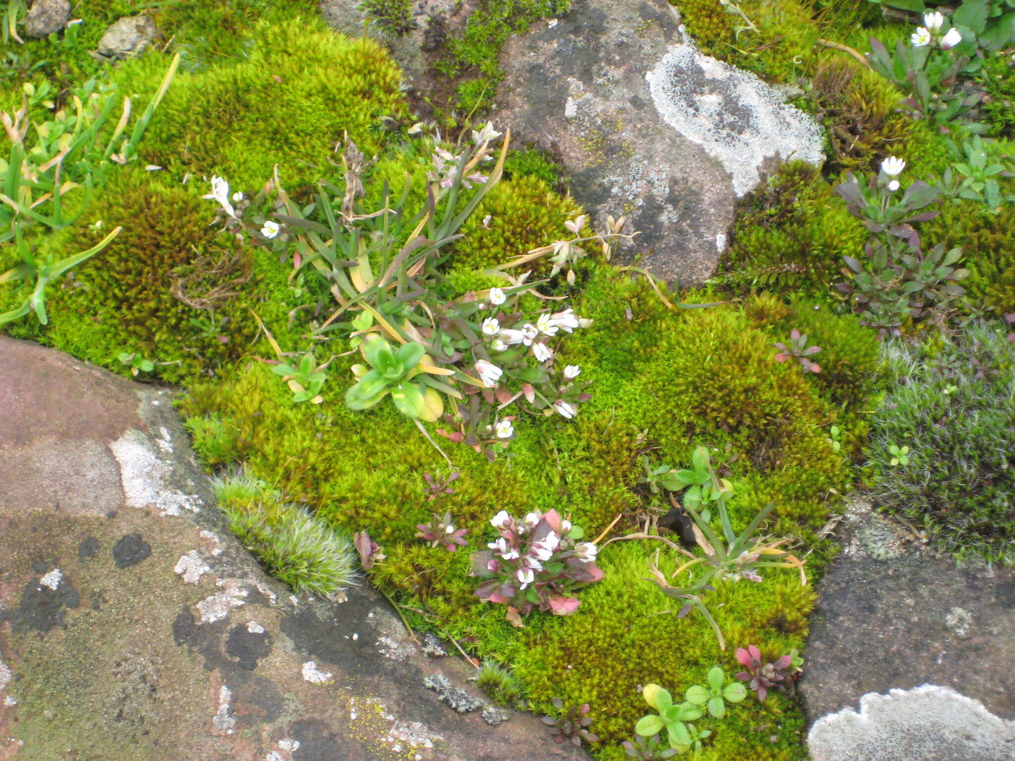 Image of common whitlowgrass