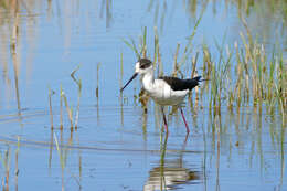 Image of Black-winged Stilt