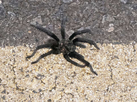 Image of Aphonopelma gabeli Smith 1995