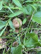 Image of Inocybe calospora Quél. 1881