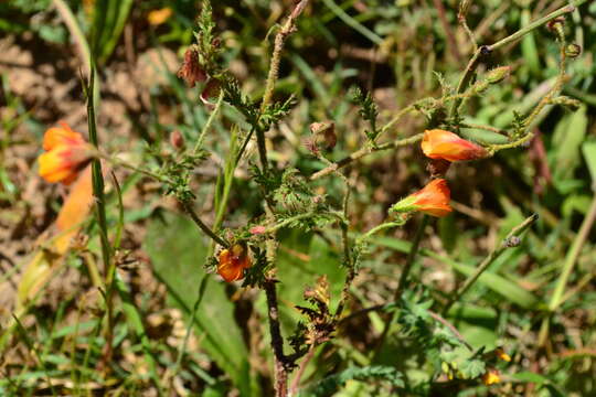 Image of Hermannia diffusa L. fil.