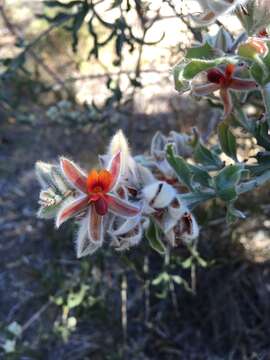 Image of Jacksonia floribunda Endl.