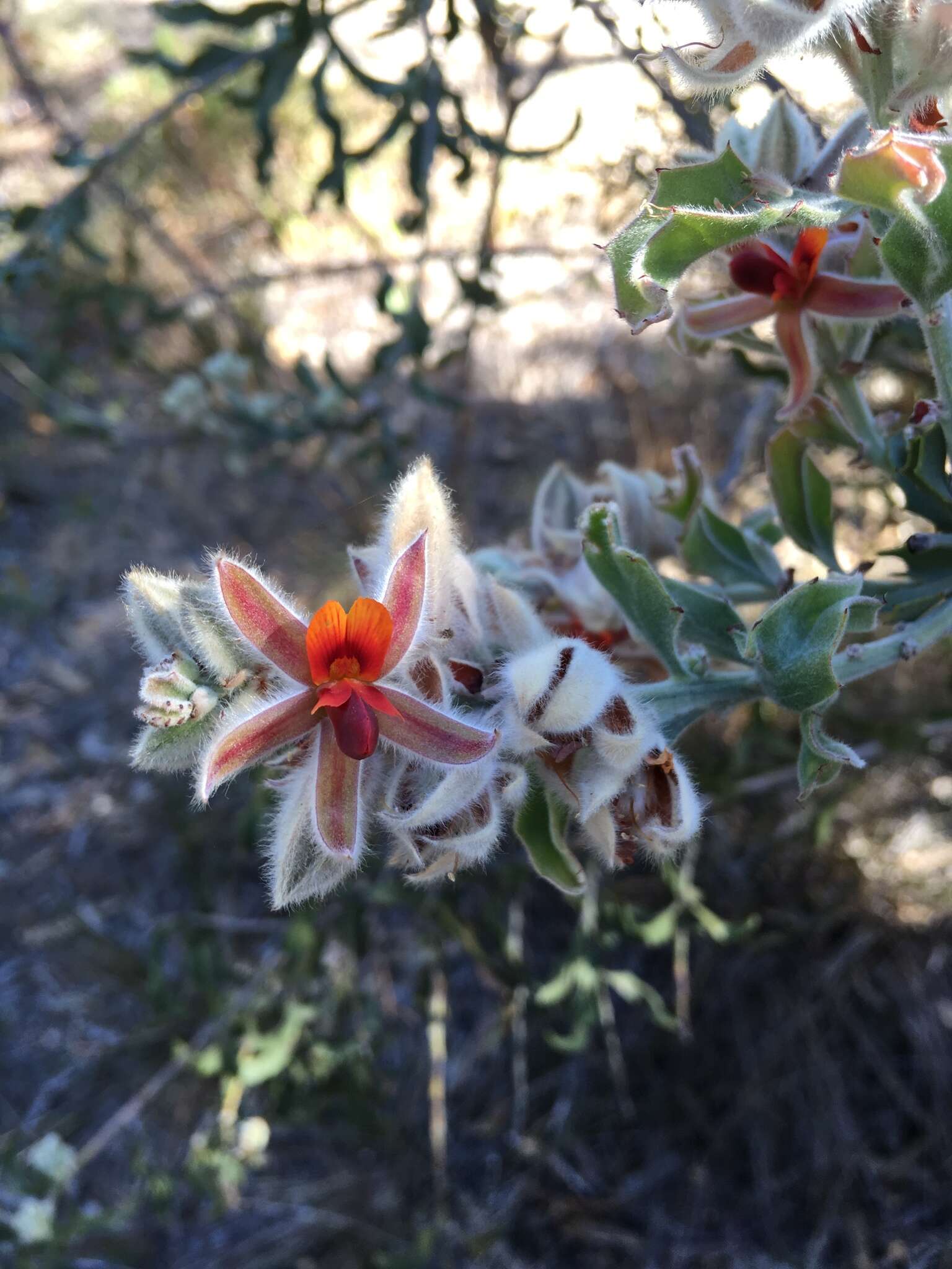 Image of Jacksonia floribunda Endl.