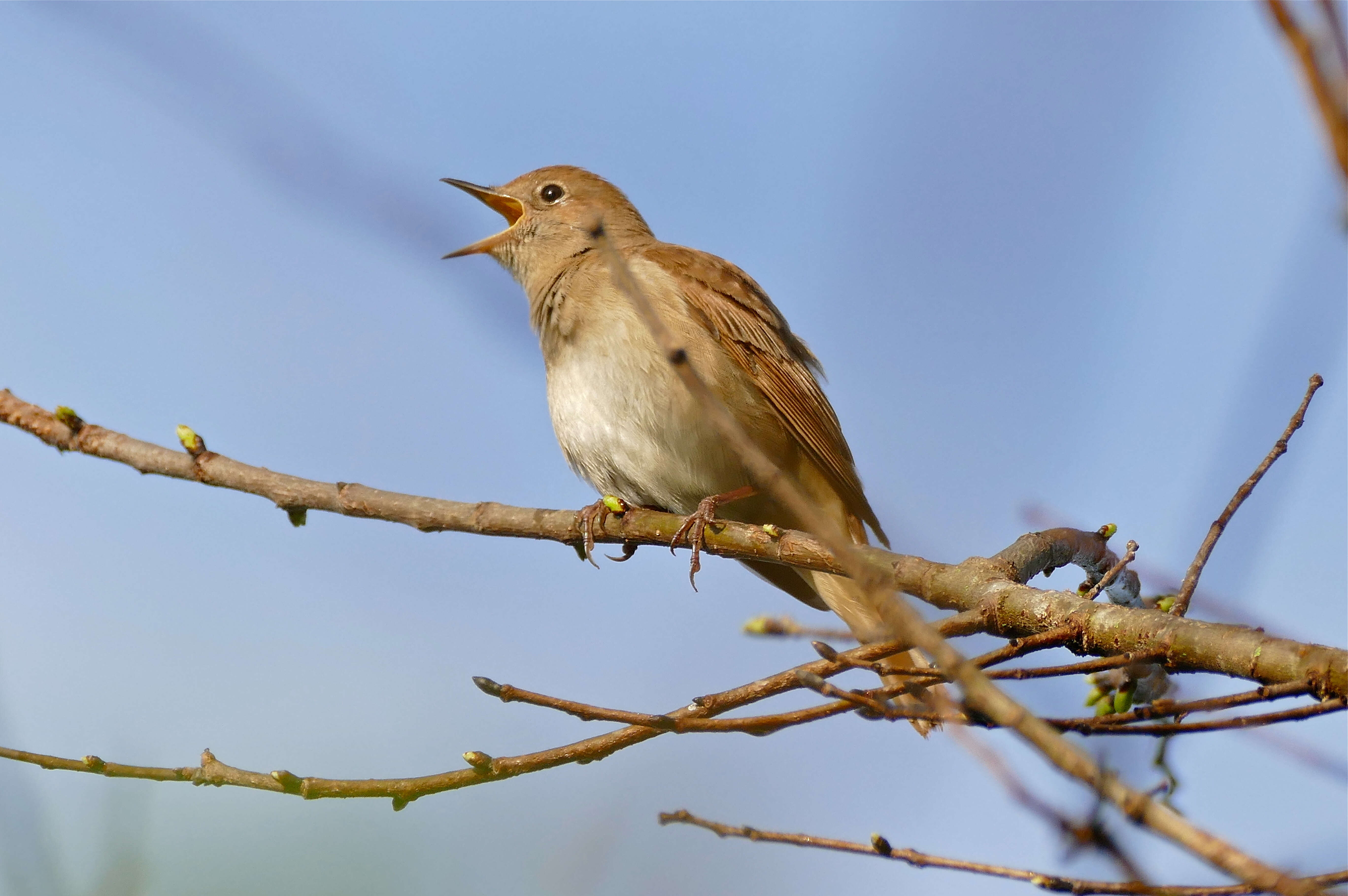 Image of nightingale, common nightingale