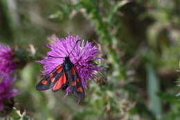 Image of Zygaena angelicae Ochsenheimer 1808