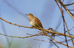 Image of nightingale, common nightingale