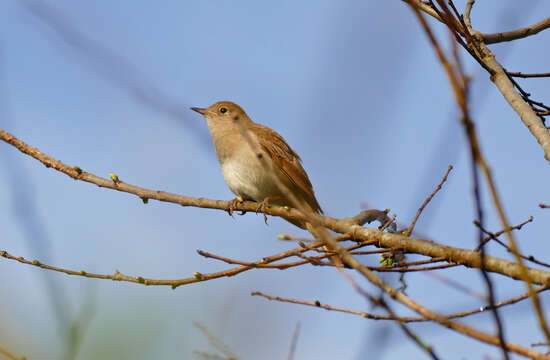 Image of nightingale, common nightingale