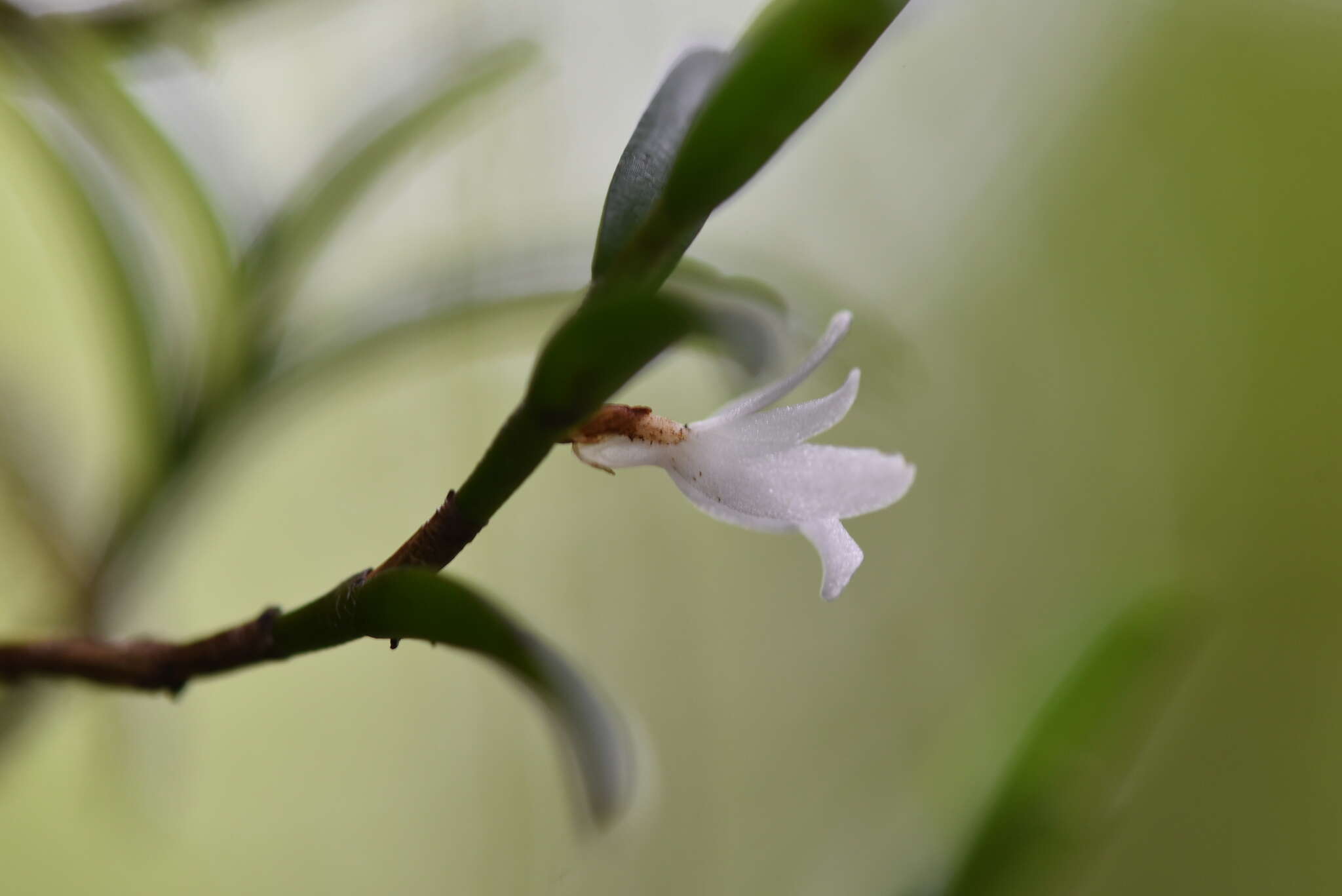 Image of Angraecum pectinatum Thouars