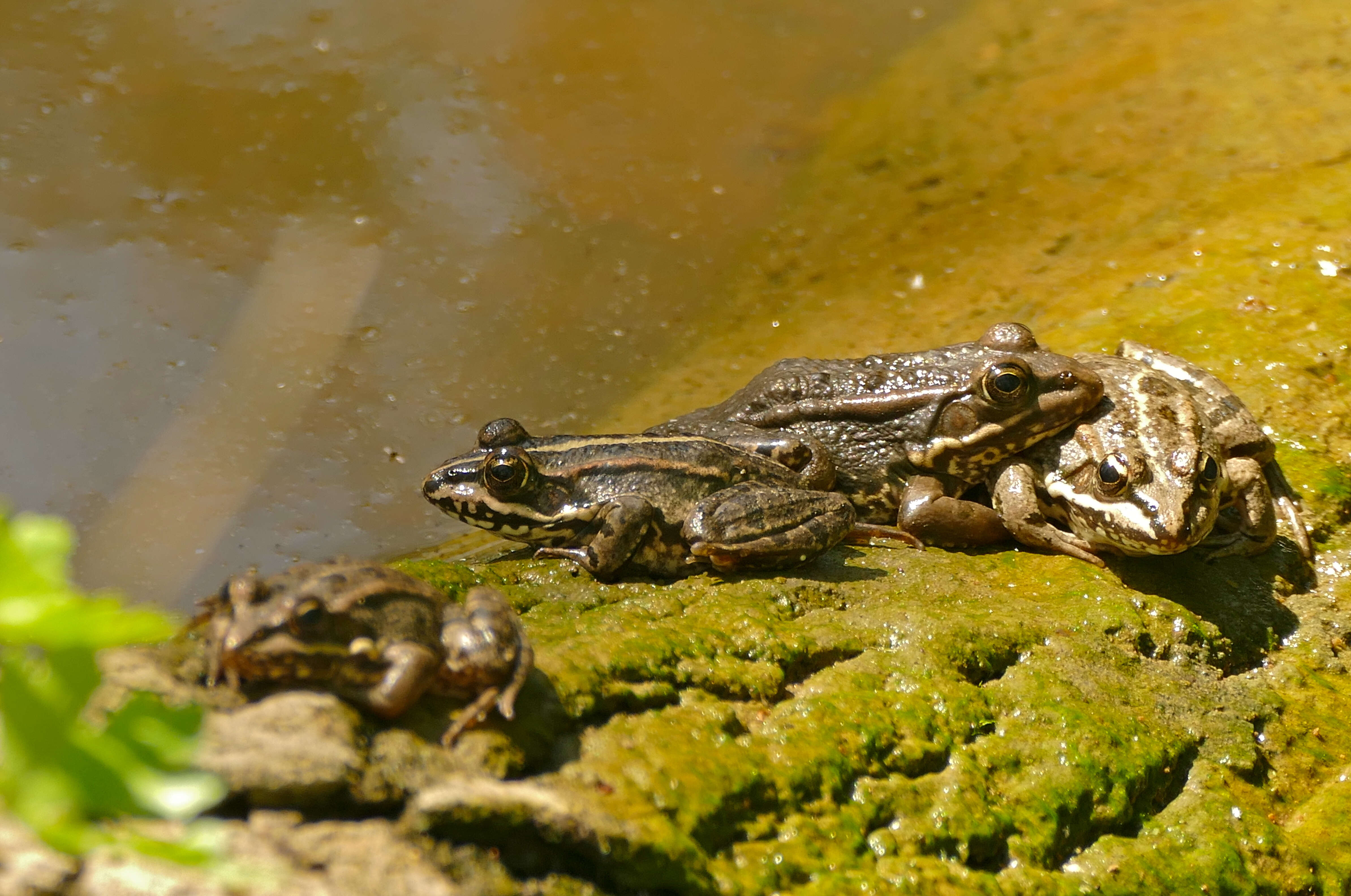 Image of Perez's Frog