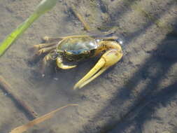 Image of Atlantic Marsh Fiddler Crab