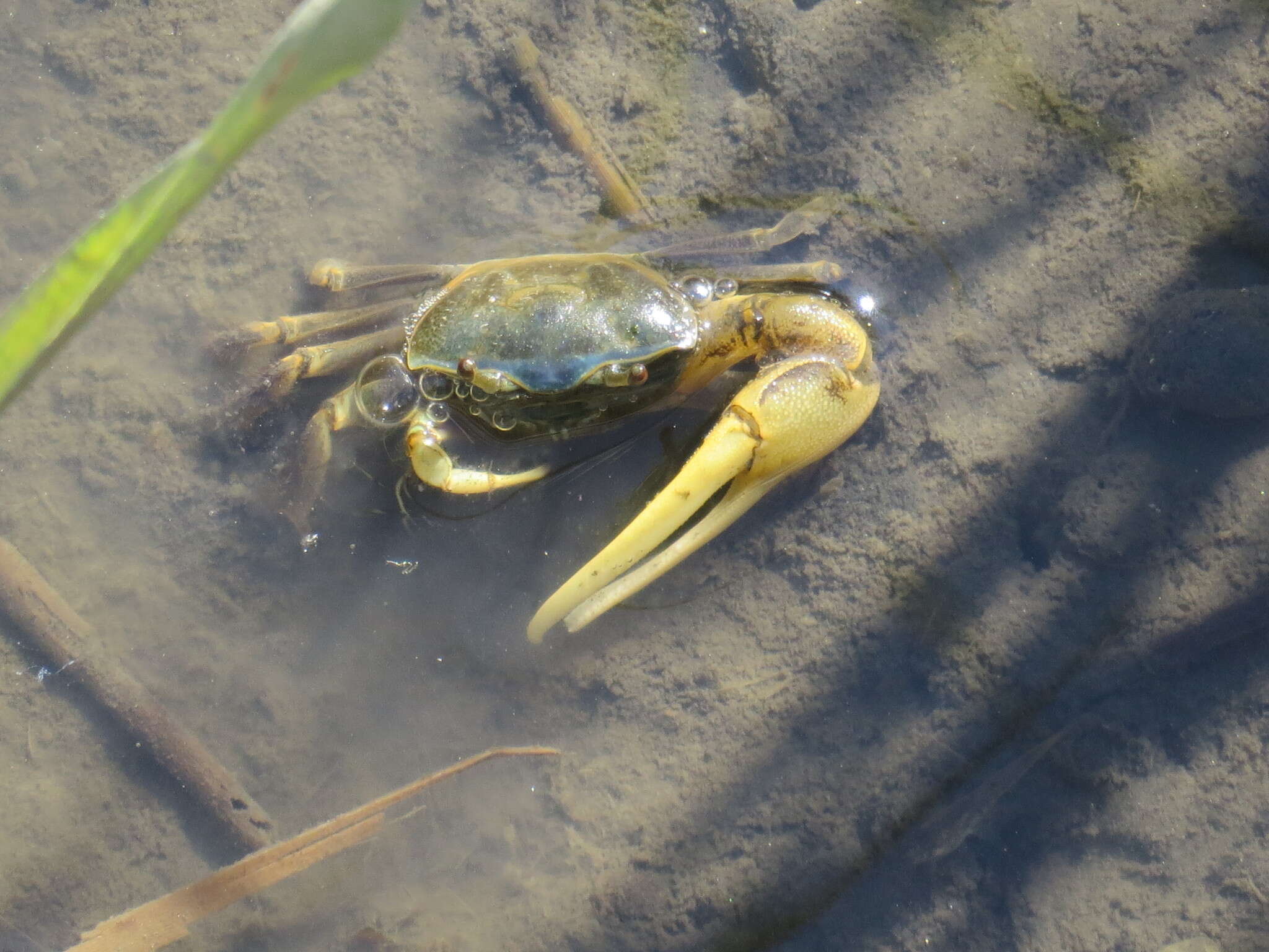 Image of Atlantic Marsh Fiddler Crab