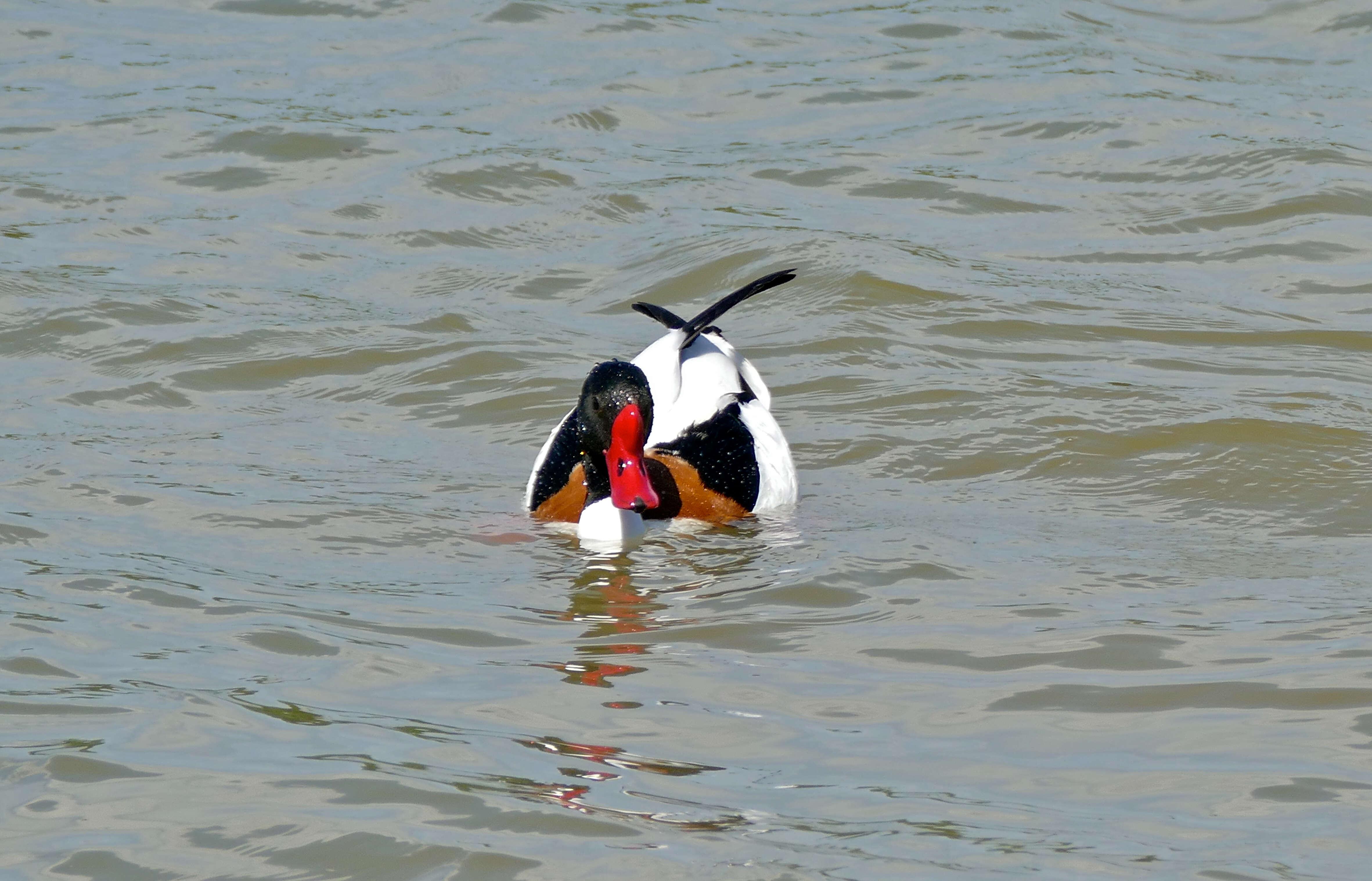 Image of shelduck, common shelduck