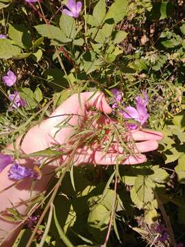 Image de Clarkia amoena subsp. lindleyi (Dougl.) F. H. Lewis & M. E. Lewis