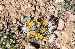 Image of hoary groundsel