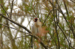 Image of European Goldfinch