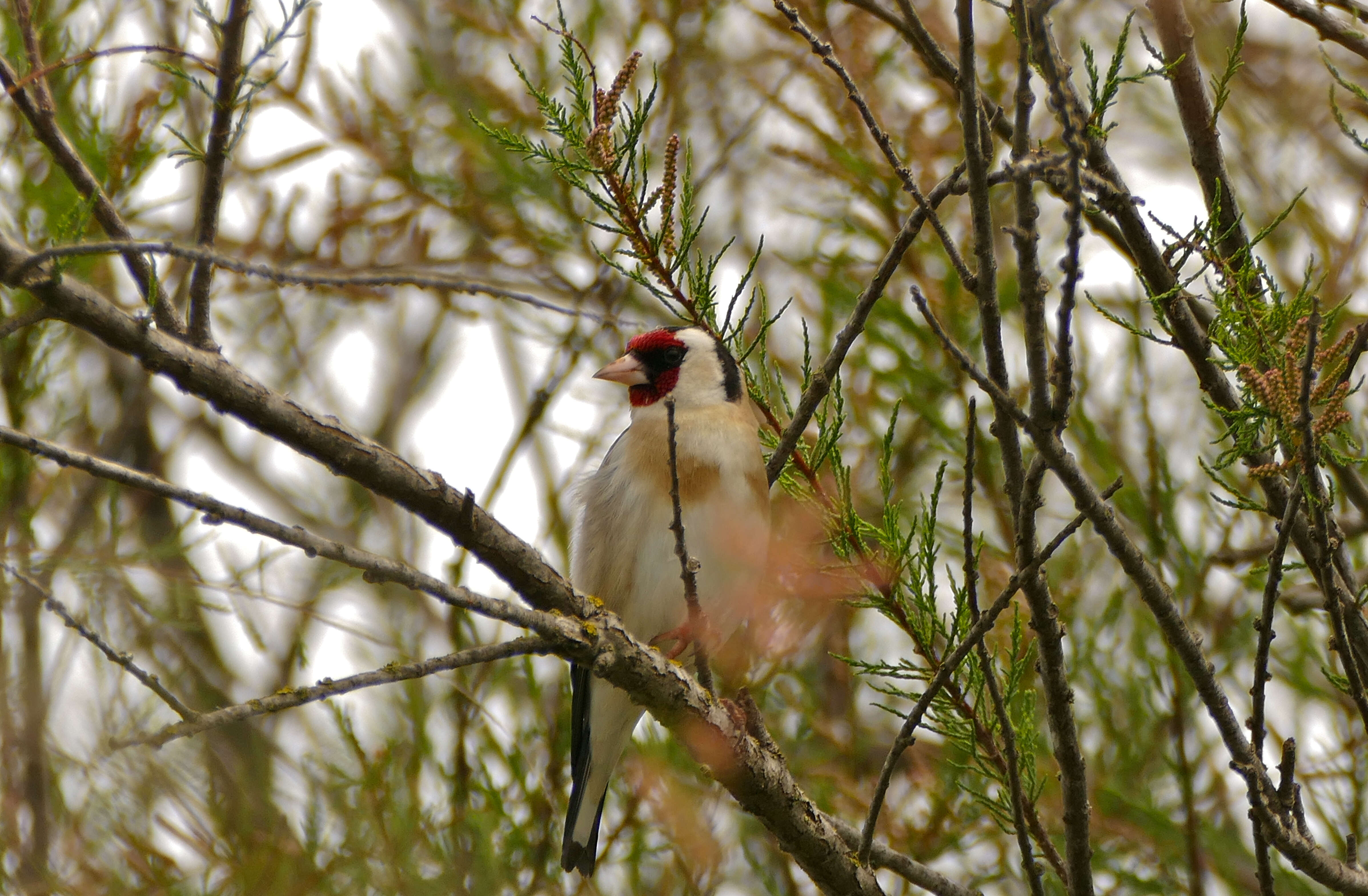 Image of European Goldfinch