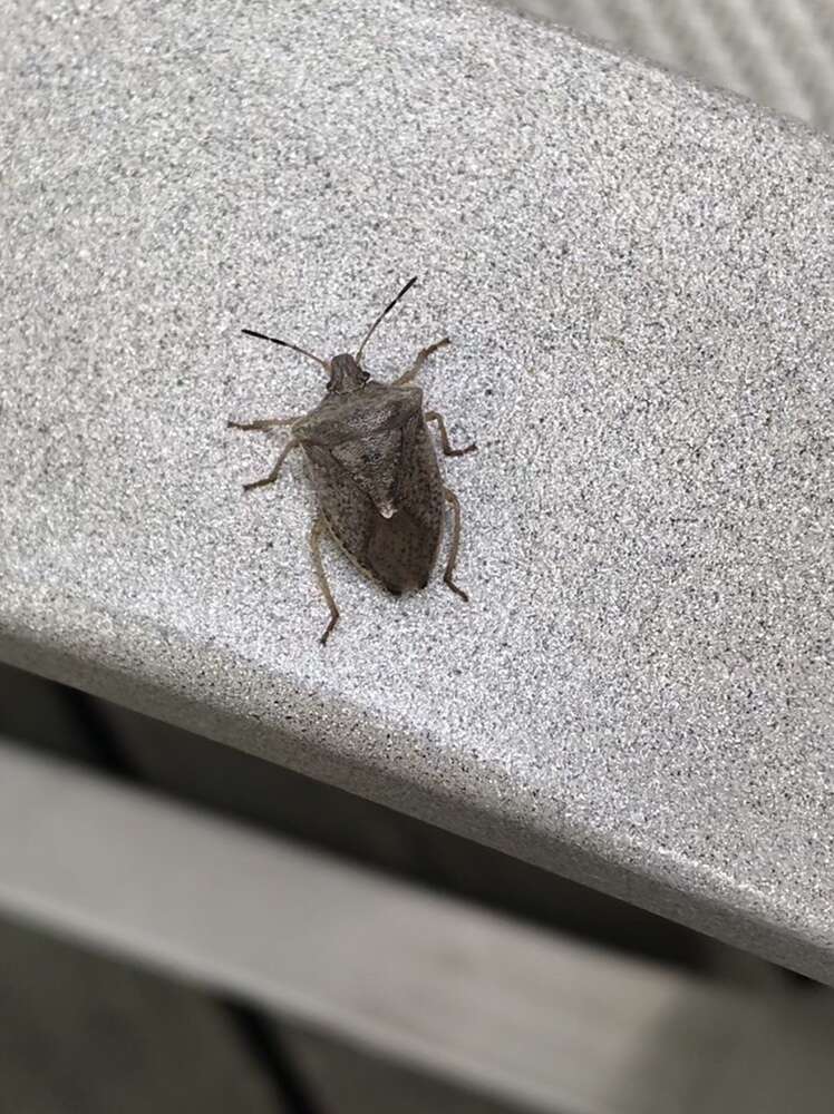 Image of One Spotted Stink Bug