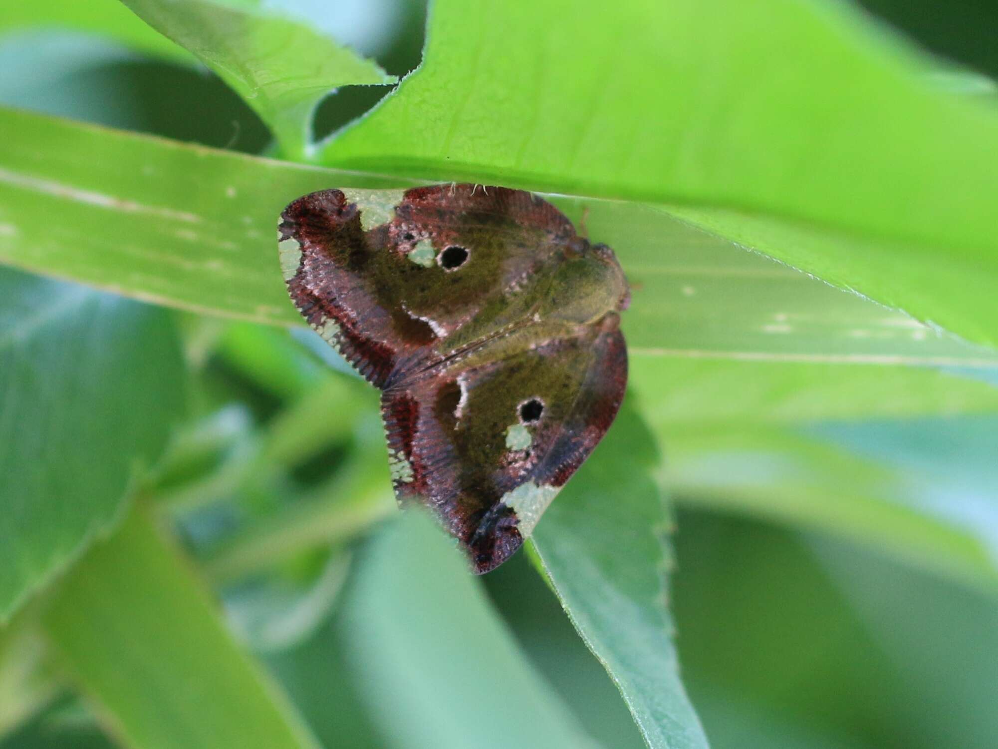 Image of Ricania marginalis (Walker 1851)