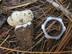 Image of Boletus subalpinus (Trappe & Thiers) Nuhn, Manfr. Binder, A. F. S. Taylor, Halling & Hibbett 2013