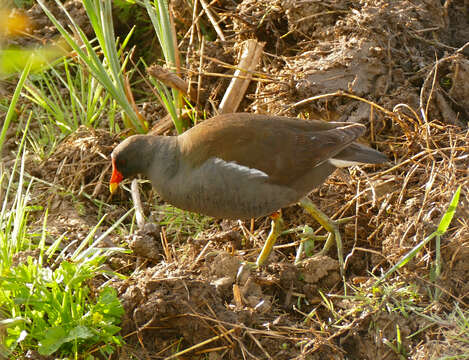 Image of Common Moorhen