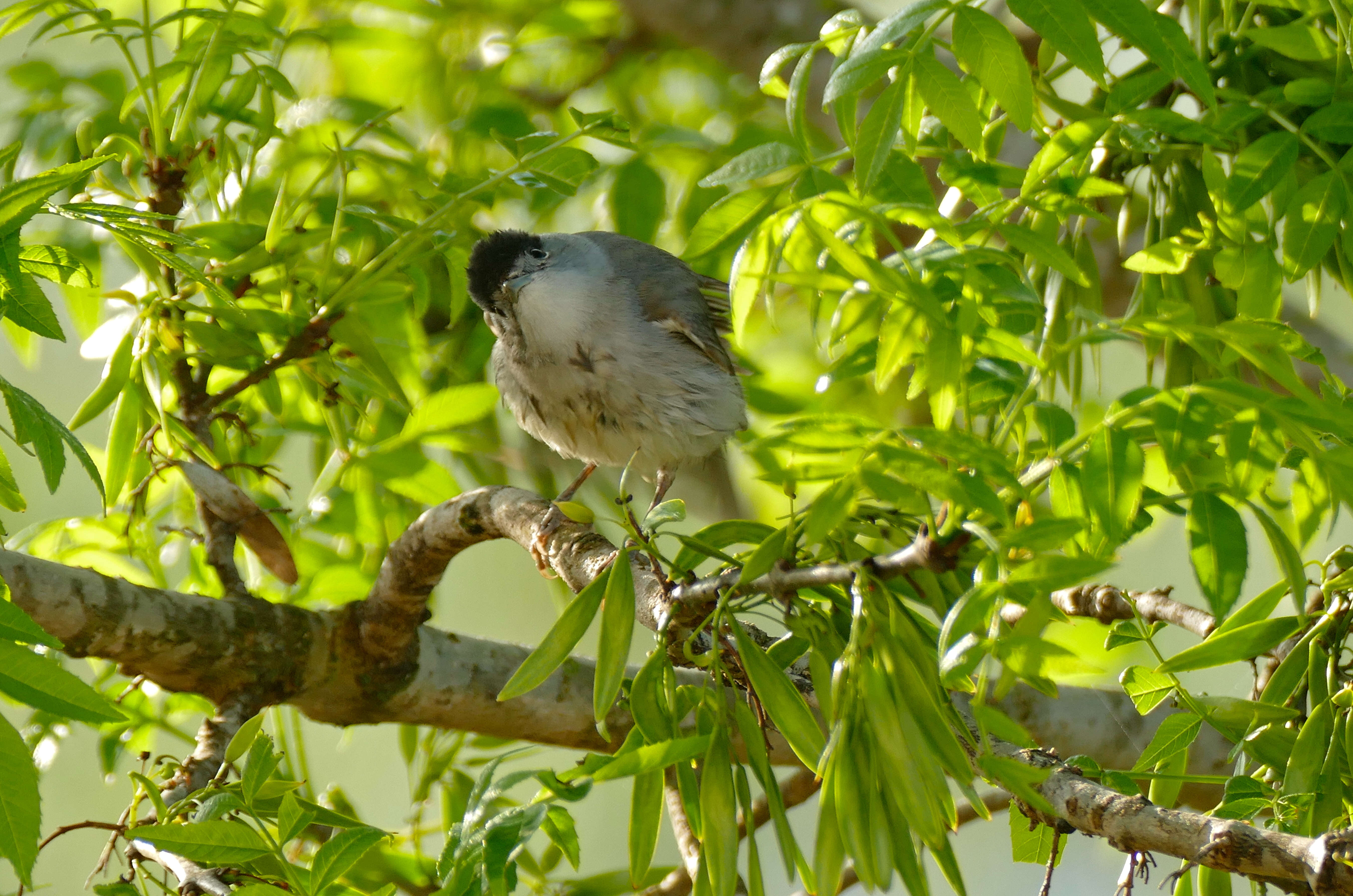 Imagem de Sylvia atricapilla (Linnaeus 1758)