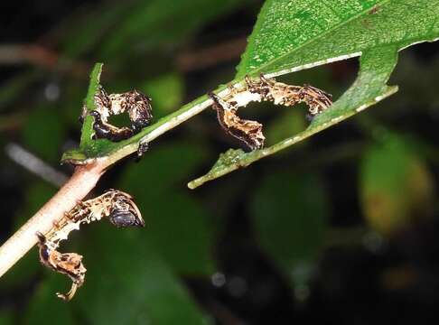 Image of Stauropus alternus Walker 1855