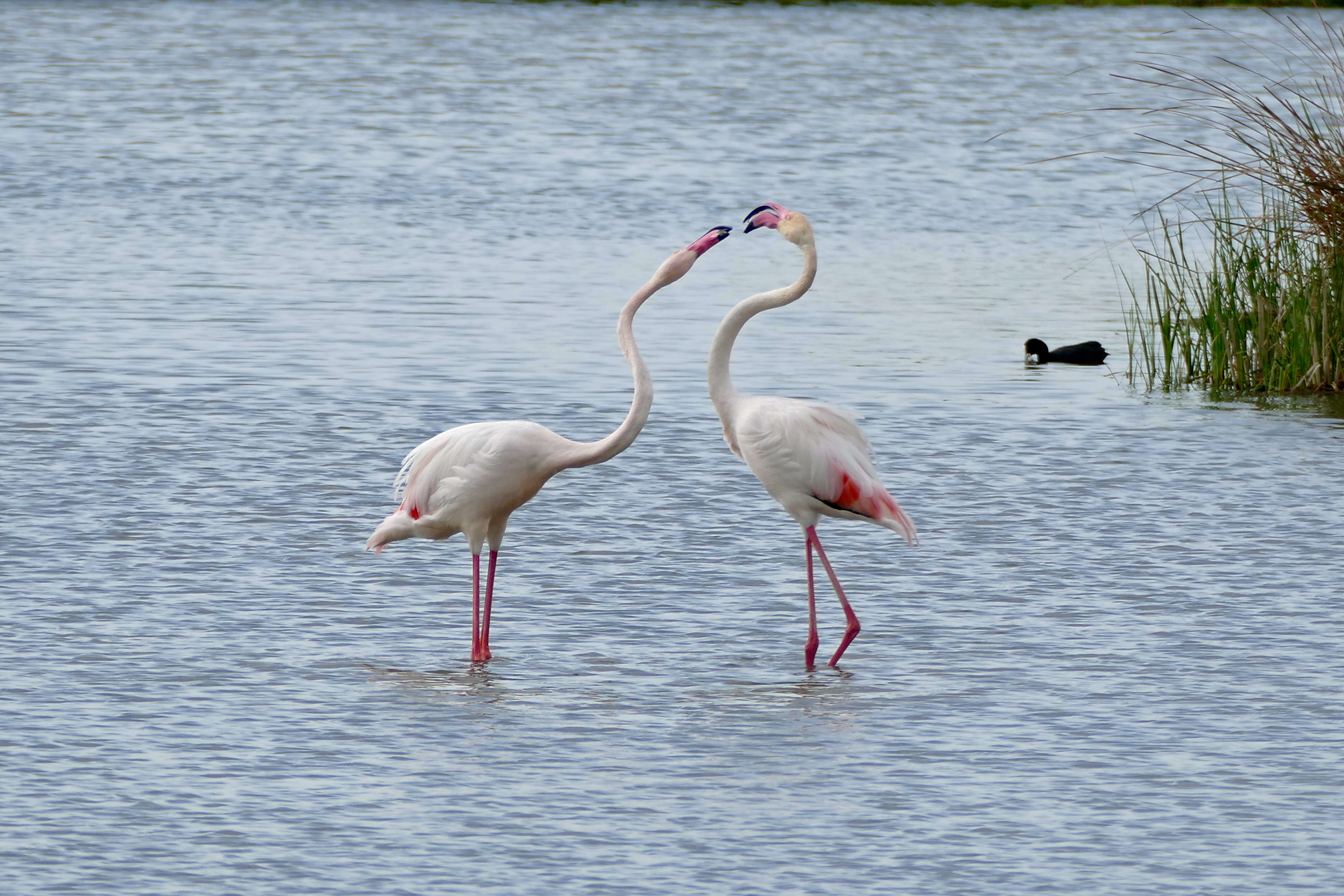 Imagem de Phoenicopterus roseus Pallas 1811