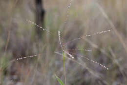Image of Digitaria ammophila (Benth.) Hughes