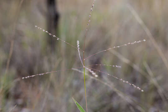 Image de Digitaria ammophila (Benth.) Hughes