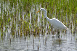 Image of Great Egret