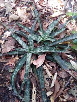 Image of Aloe prostrata (H. Perrier) L. E. Newton & G. D. Rowley