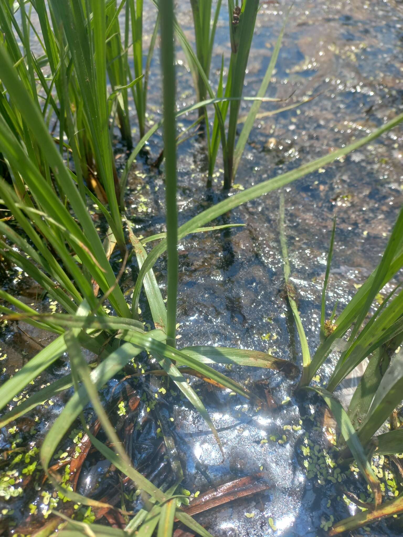 Cyperus nitidus Lam.的圖片