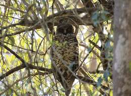 صورة Ninox strenua (Gould 1838)