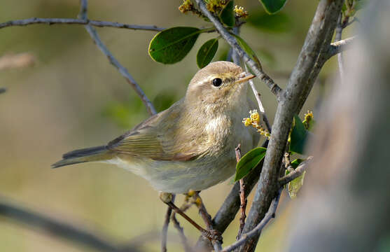 Image of Common Chiffchaff