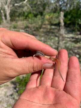 Plancia ëd Plestiodon egregius lividus Mount 1965