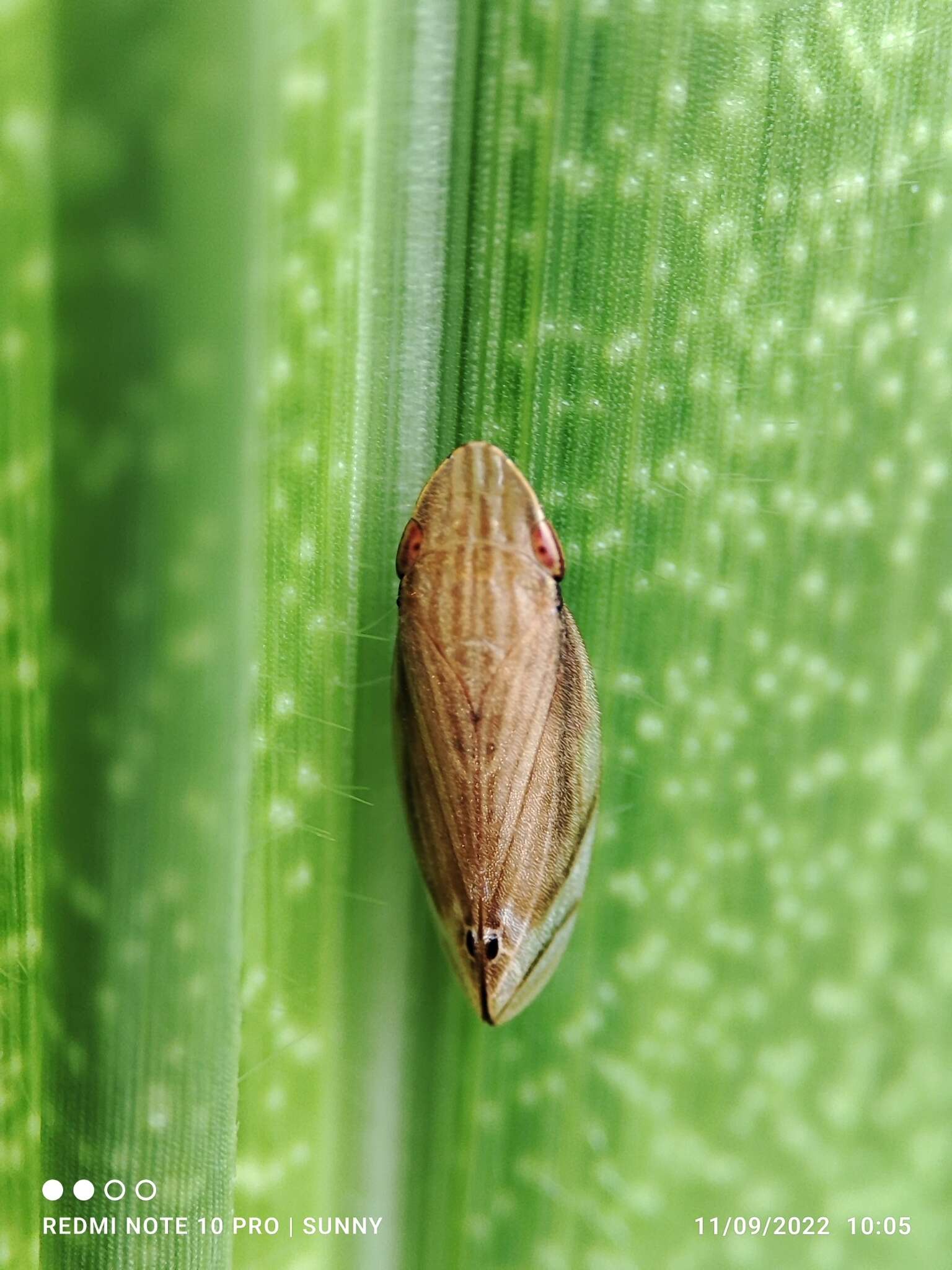 Image of Clovia bipunctata Kirby 1891